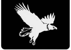 eagle in flight