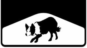 best mudflap Border Collie Weight