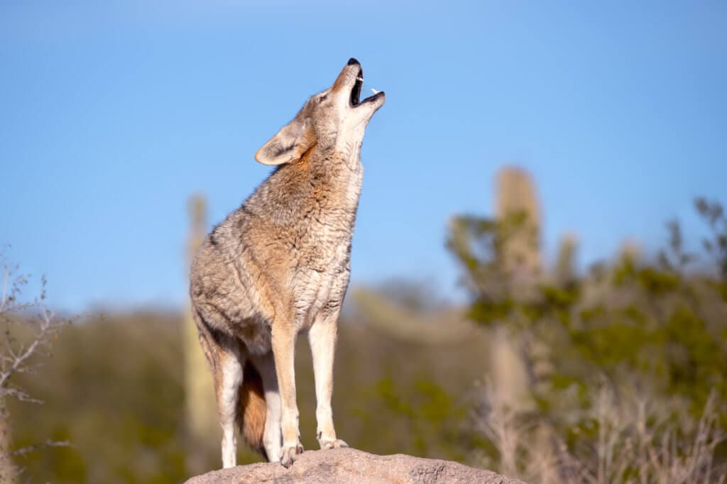 How “Wily” Coyotes Got their Reputation