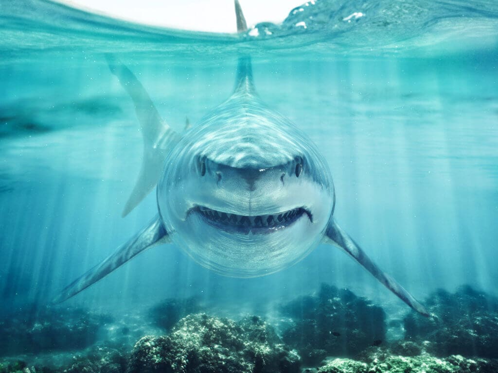 Best Places to Get Face to Face with a Great White Shark